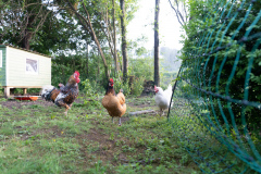 unsere 8 Hühner und der Hahn "Lucky"